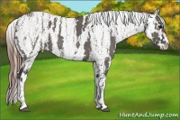 Horse Color:White Spotted Grullo Appaloosa Rabicano Brindle