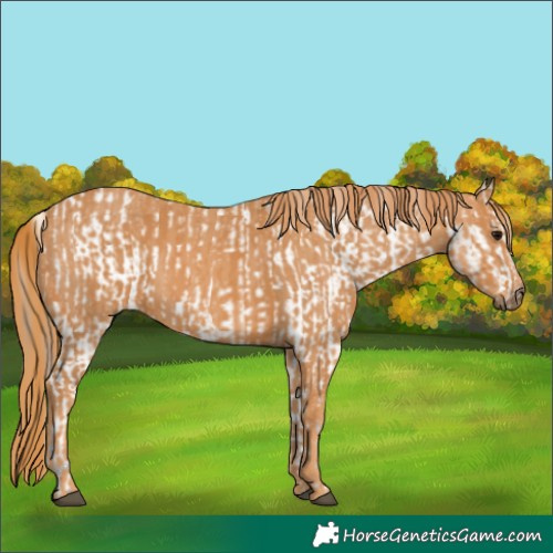 Horse Color:White Spotted Grullo Snowcap Rabicano Brindle