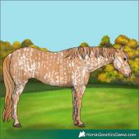 Horse Color:White Spotted Grullo Appaloosa Rabicano  Brindle
