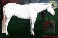 Horse Color:White Spotted Grullo Snowcap Rabicano Brindle