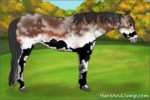 Horse Color:White Spotted Bay Frame Rabicano