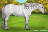 Horse Color:White Spotted Grullo Varnish Rabicano  Brindle