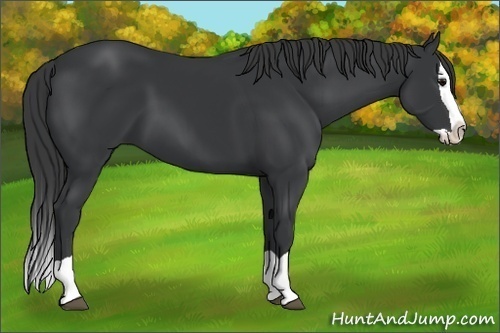 Horse Color:Black Splash