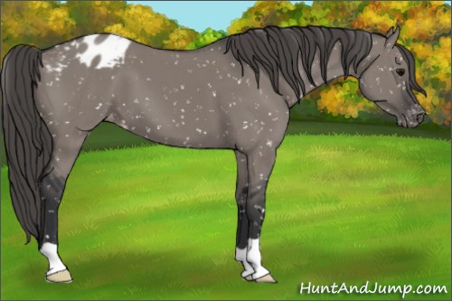 Horse Color:Grullo Appaloosa