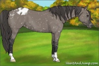 Horse Color:Grullo Appaloosa 