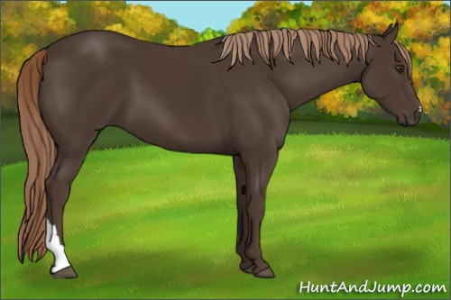 Horse Color:Liver Chestnut