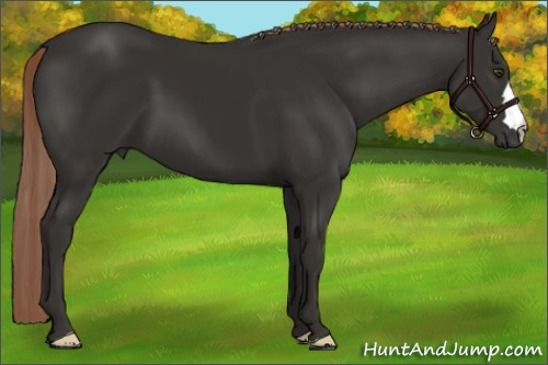 Horse Color:Liver Chestnut 