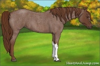 Horse Color:Red Roan