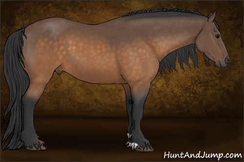 Horse Color:Buckskin 