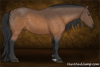 Horse Color:Buckskin