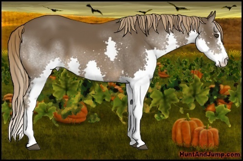 Horse Color:Liver Chestnut Splash 
