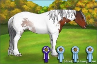 Horse Color:White Spotted Brown Tobiano 