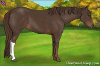 Horse Color:Liver Chestnut 