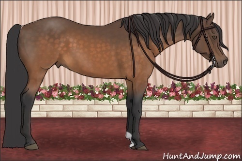 Horse Color:Buckskin 