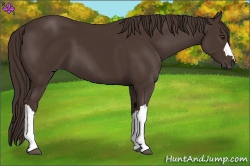 Horse Color:Liver Chestnut 