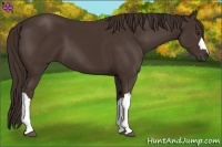 Horse Color:Liver Chestnut 