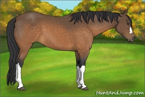 Horse Color:Buckskin 