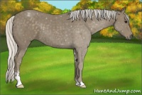 Horse Color:Silver Smoky Black Sabino 