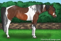 Horse Color:Bay Tobiano Rabicano 