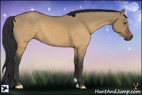 Horse Color:Buckskin Dun