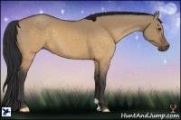 Horse Color:Buckskin Dun 