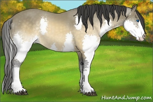 Horse Color:Buckskin Splash 