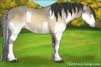 Horse Color:Buckskin Splash