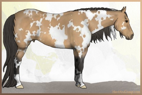 Horse Color:White Spotted Buckskin 