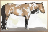 Horse Color:White Spotted Buckskin 
