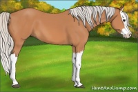 Horse Color:Silver Bay Splash 