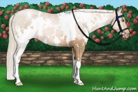 Horse Color:White Spotted Liver Chestnut Pearl Snowflake Varnish
