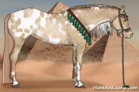 Horse Color:White Spotted Liver Chestnut Pearl Blanket 