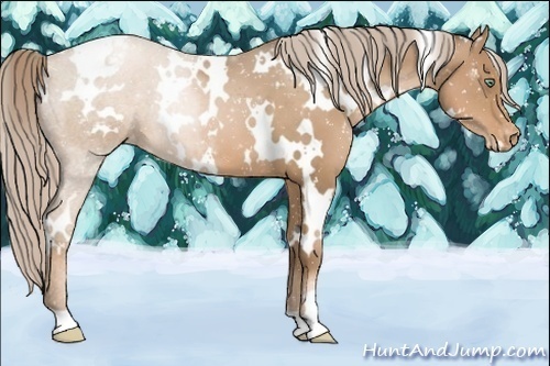 Horse Color:White Spotted Liver Chestnut Pearl Appaloosa 