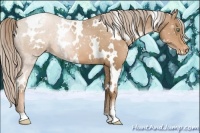 Horse Color:White Spotted Liver Chestnut Pearl Appaloosa 