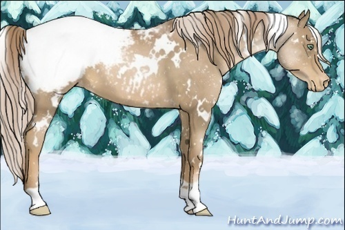Horse Color:White Spotted Liver Chestnut Pearl Snowcap 
