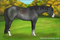 Horse Color:Black Sabino Rabicano 
