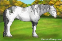 Horse Color:White Spotted Black Sabino