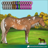 Horse Color:White Spotted Chocolate Palomino Tobiano 