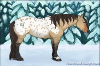 Horse Color:Bay Dun Appaloosa 