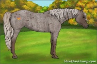 Horse Color:Silver Blue Roan