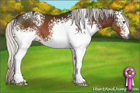 Horse Color:Gray White Spotted Silver Bay 