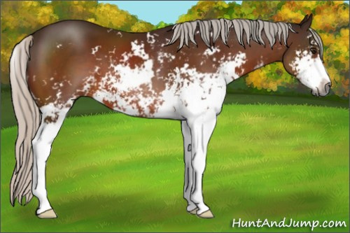 Horse Color:Gray Silver Brown Sabino