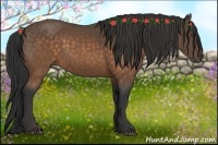 Horse Color:Buckskin 