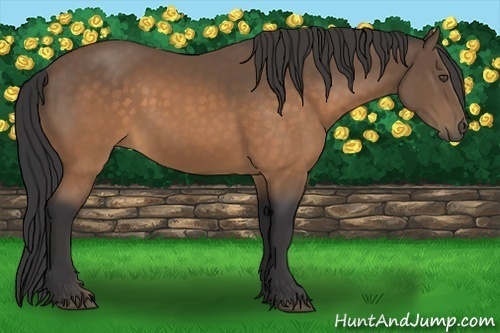 Horse Color:Buckskin 