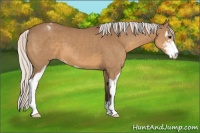 Horse Color:Silver Buckskin Sabino Appaloosa 