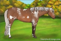 Horse Color:White Spotted Silver Bay 