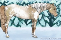 Horse Color:White Spotted Liver Chestnut Pearl Appaloosa