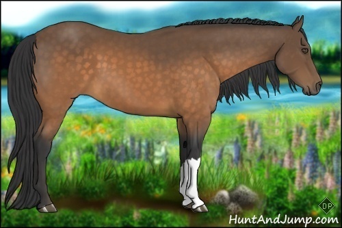 Horse Color:Buckskin 