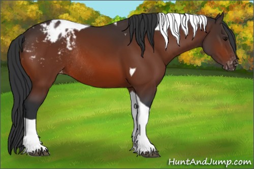 Horse Color:Bay Tobiano Appaloosa Rabicano 