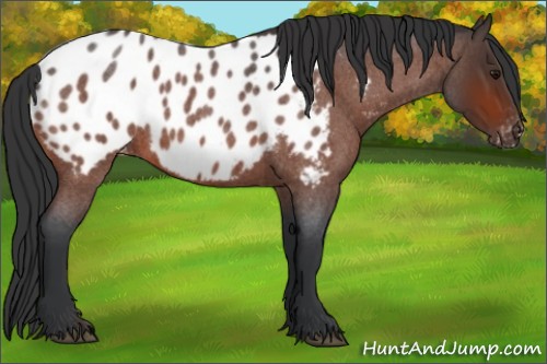 Horse Color:Bay Roan Appaloosa Rabicano 